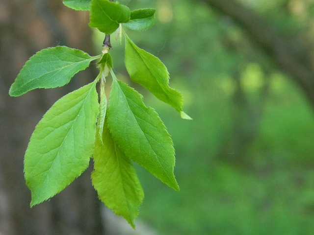 Free Leaves Spring photo and picture