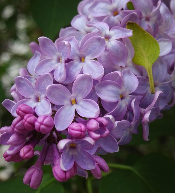Free Lilac Flower Background photo and picture