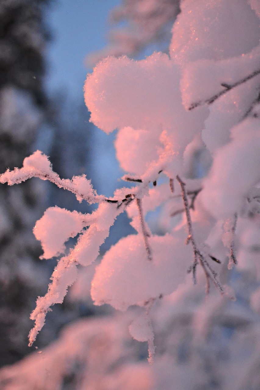 page-7-40-000-free-winter-forest-winter-photos-pixabay