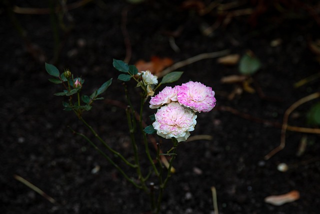 Free Flower Nature photo and picture