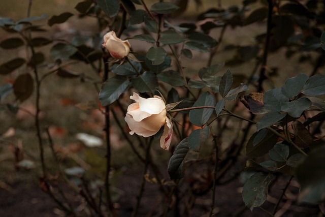Free Flower Rose photo and picture
