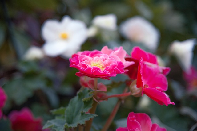 Free Flower Nature photo and picture