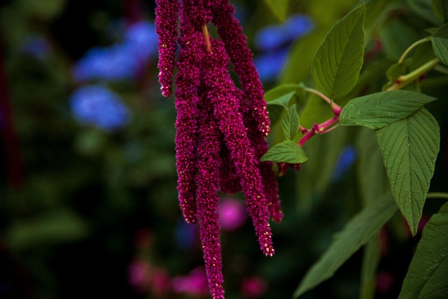 Free Flower Plant photo and picture