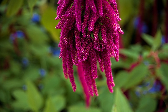 Free Flower Plant photo and picture