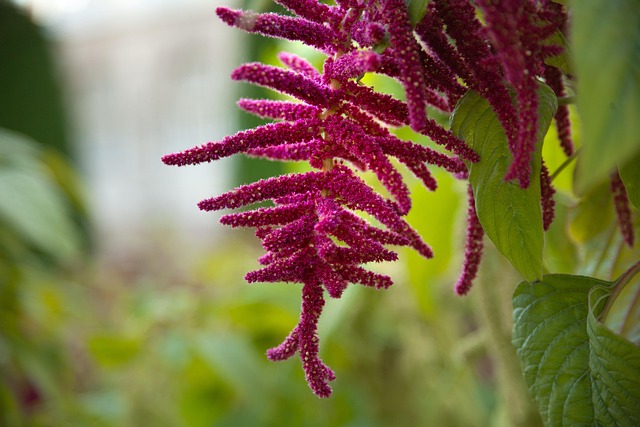 Free Flower Plant photo and picture
