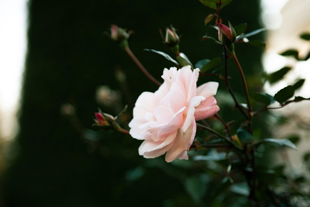 Free Rose Flower photo and picture