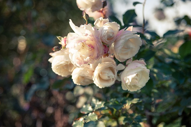 Free Flower Nature photo and picture