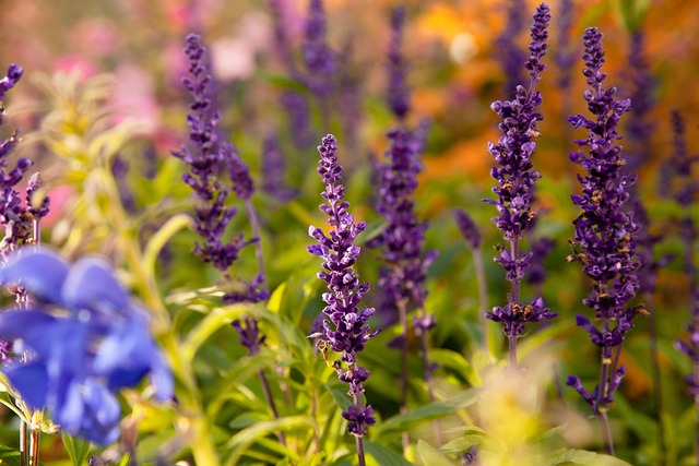 Free Flowers Nature photo and picture