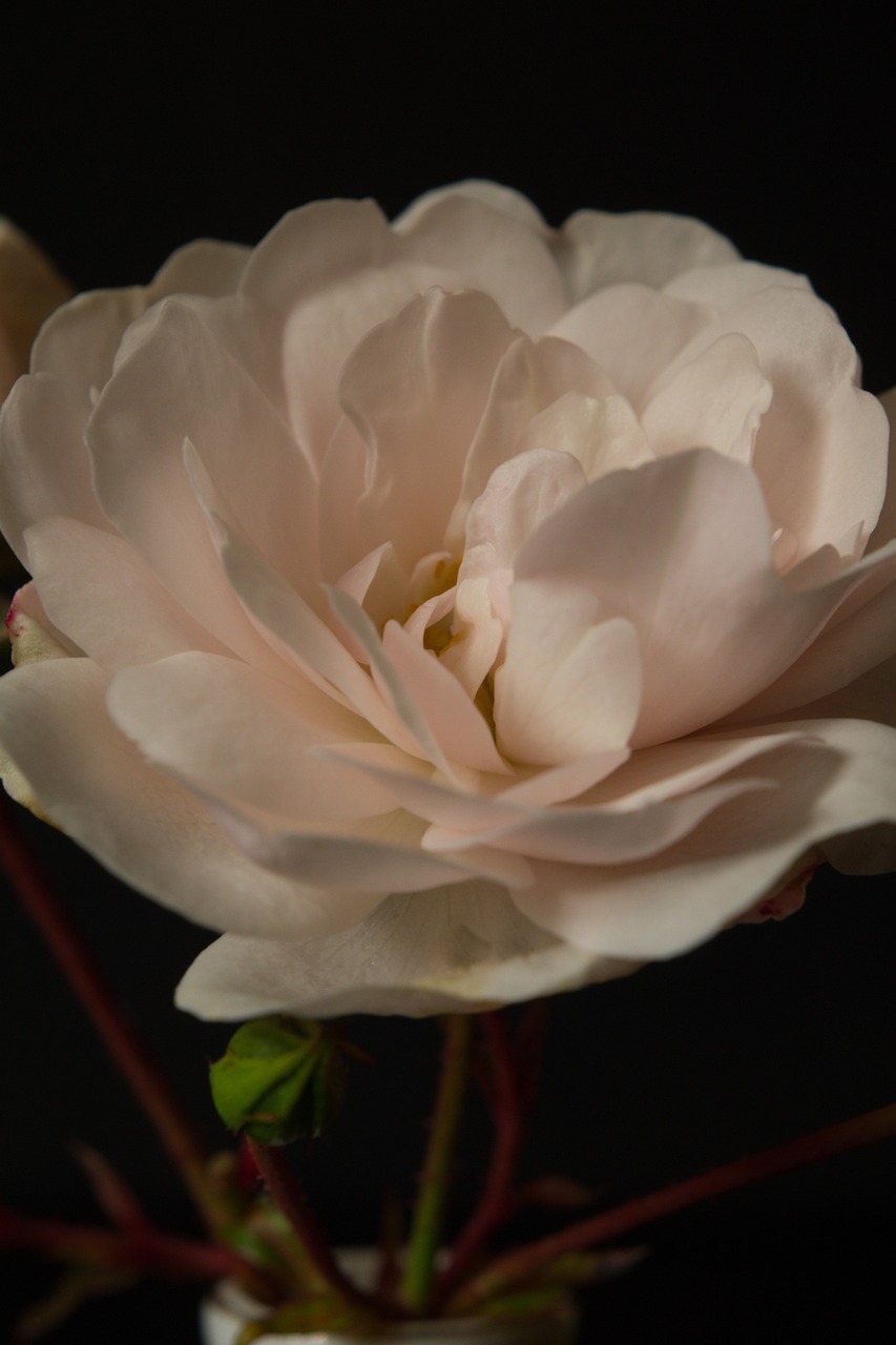 Rose Fleur Blanche Photo gratuite sur Pixabay Pixabay