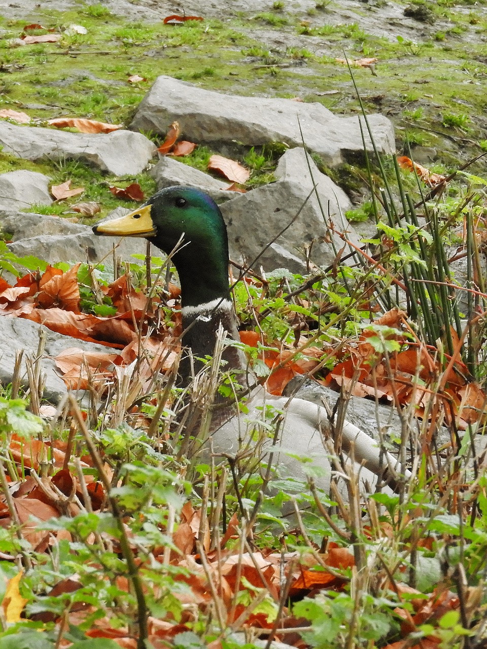 アヒル マガモ 鳥 - Pixabayの無料写真 - Pixabay