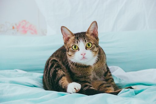Free Cat Pet photo and picture