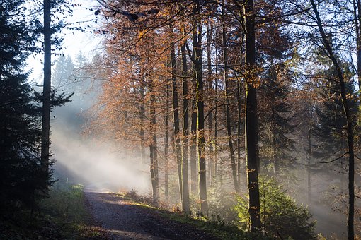 Skov, Natur, Efterår, Sæson, Tåge