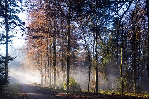 Skov, Natur, Efterår, Sæson, Træer, Sti