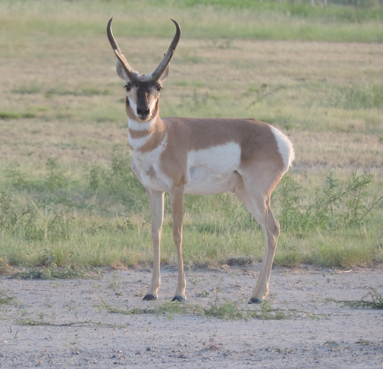 30 Free Pronghorn Antelope Images Pixabay