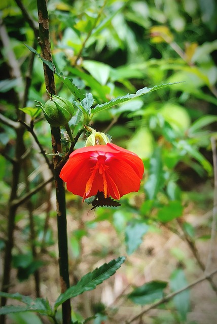 Free Flower Nature photo and picture