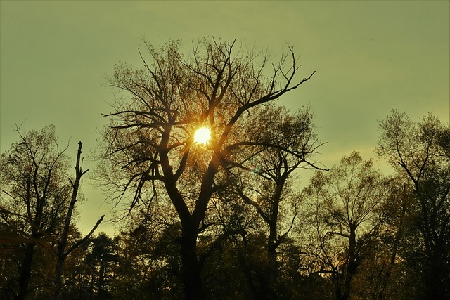 Arvores, Natureza, Pôr Do Sol, Galhos