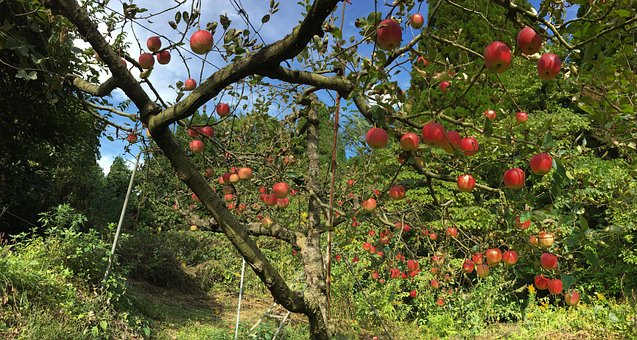 Maçã, Fruta, Fazenda