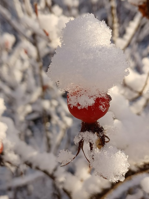 Neve Rosa Mosqueta Inverno - Foto gratuita no Pixabay - Pixabay
