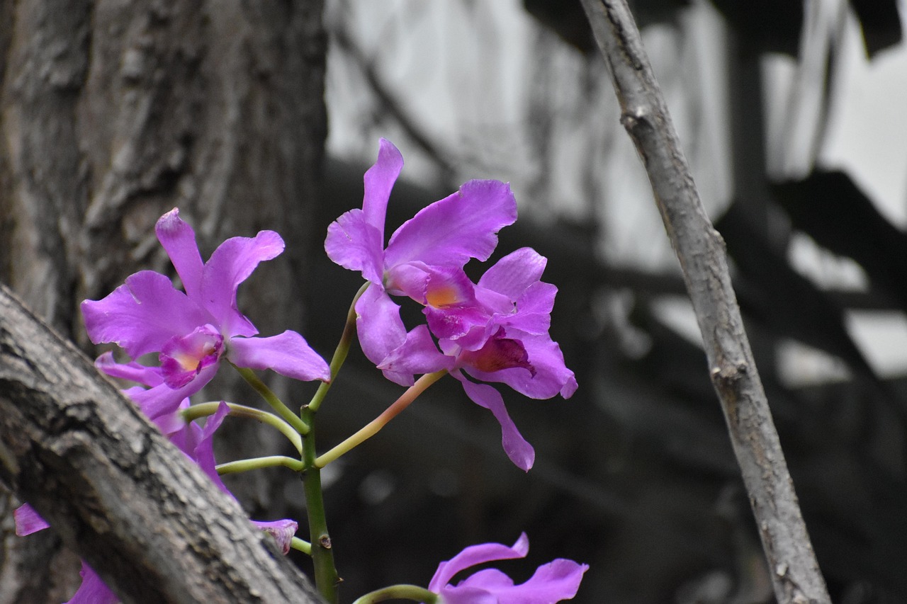 Orchidée Plante De Perche Parasite - Photo gratuite sur Pixabay - Pixabay