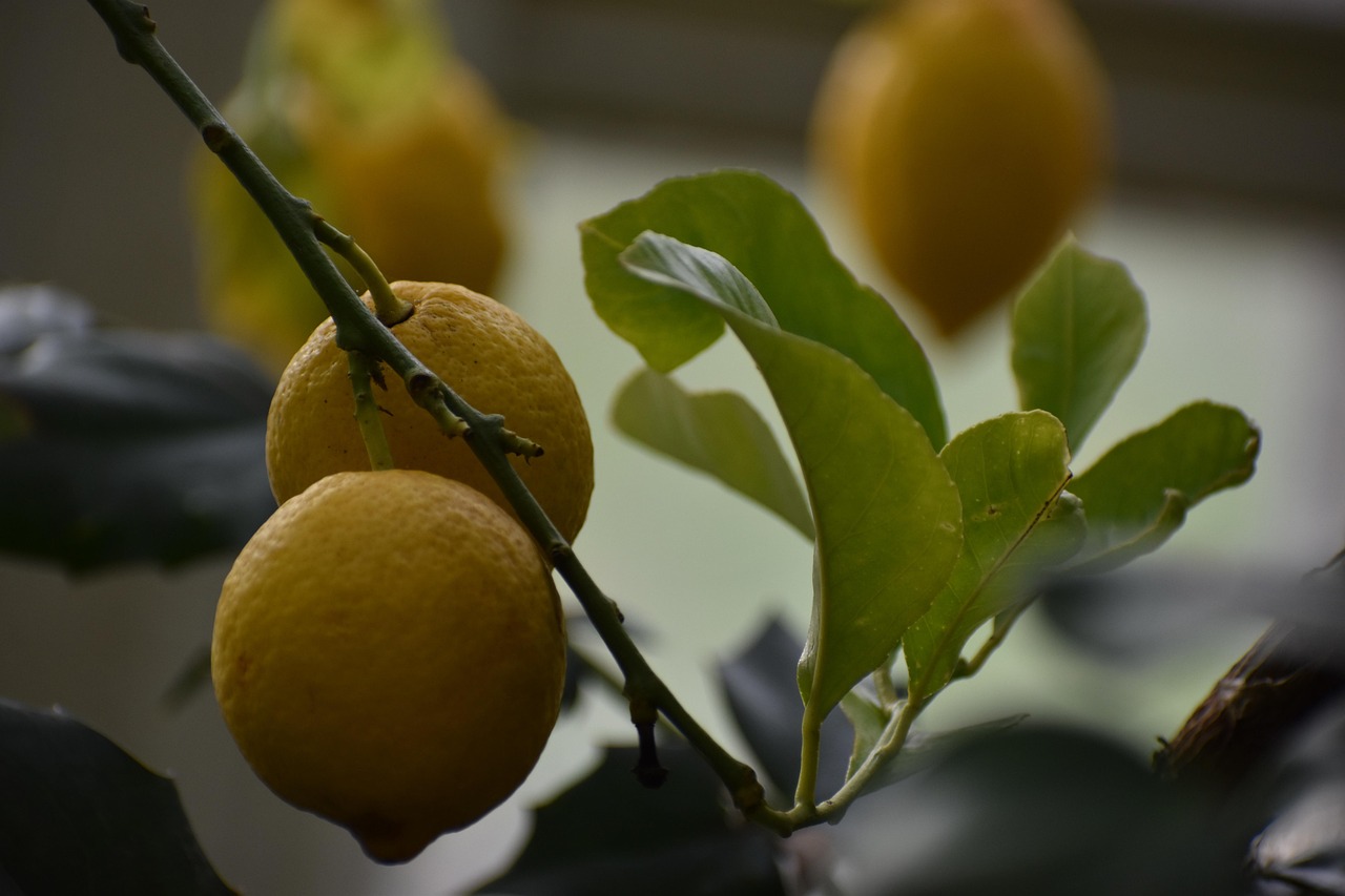 Lemons Fruits Food Free photo on Pixabay Pixabay