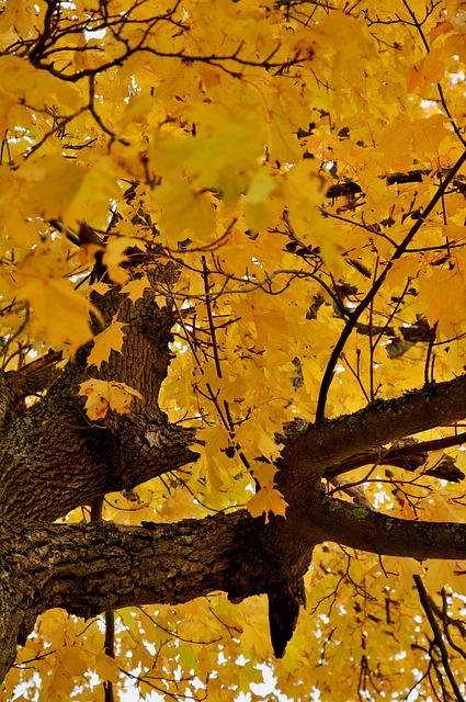 Free Autumn Leaves photo and picture