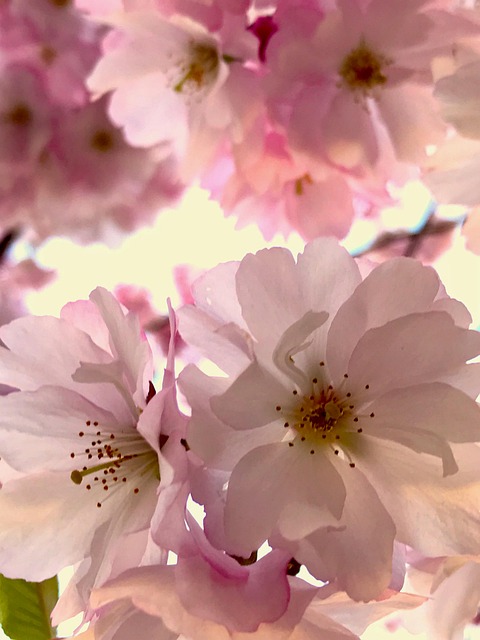 Free Tree Spring photo and picture