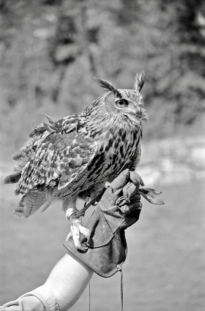 Free Bird Eagle Owl photo and picture