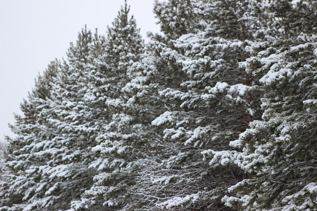 Free Trees Forest photo and picture