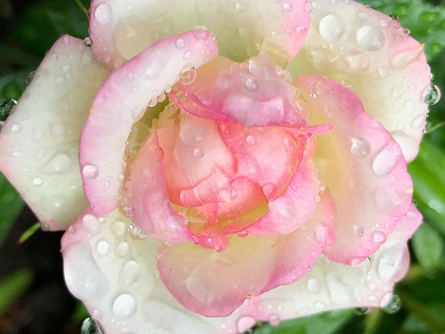 Free Pink Flowers photo and picture