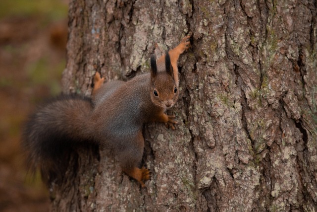 Free Squirrel Animal photo and picture