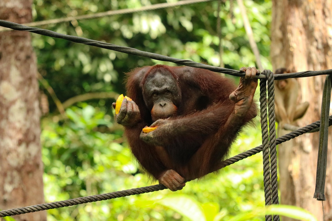 Animal - free online jigsaw puzzle photo