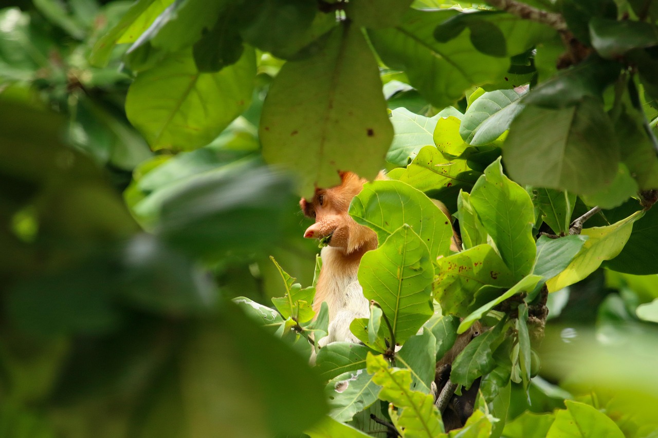 Proboscis Monkey - free online jigsaw puzzle photo