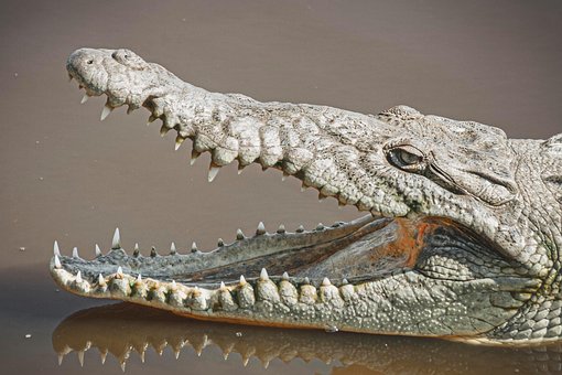 Free Animal Crocodile photo and picture