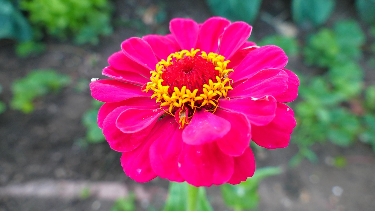 Zinnia Flower Garden Free photo on Pixabay Pixabay