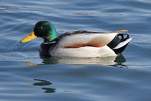 Pato, Pato Selvagem, Pássaro, Nadar