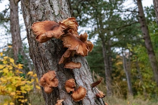 Pilz, Wald, Natur, Baum, Herbst, Draußen