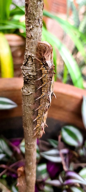 Oruga, Insecto, Mariposa, Hoja, Planta