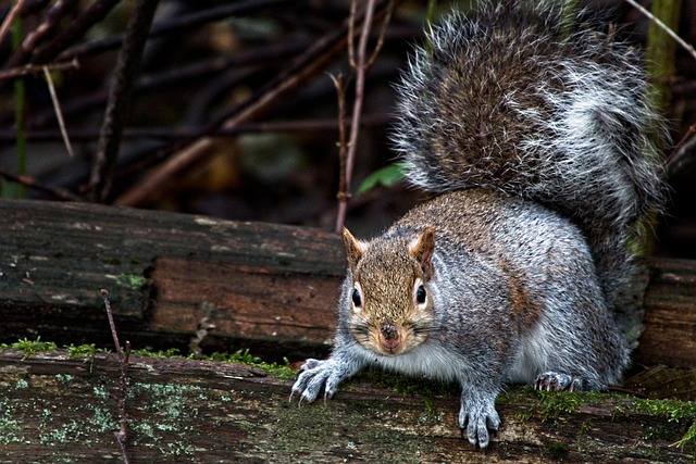 Free Animal Squirrel photo and picture