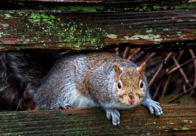 Free Animal Squirrel photo and picture