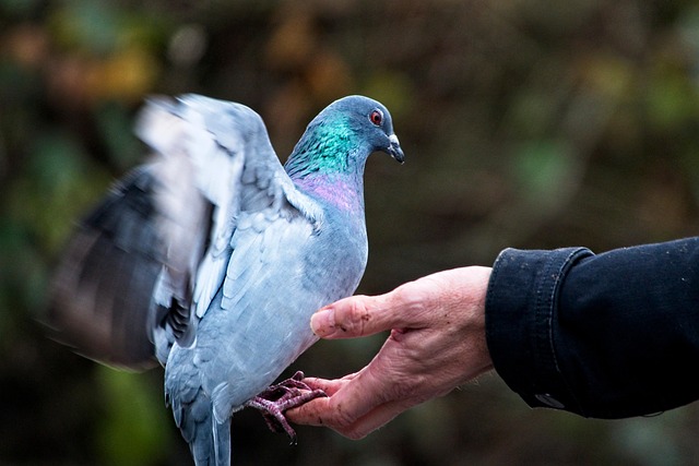Free Bird Dove photo and picture