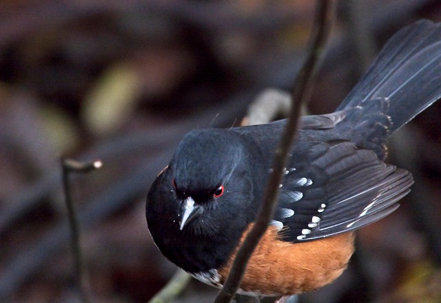 Free Bird Nature photo and picture