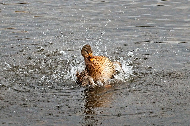 Free Bird Duck photo and picture