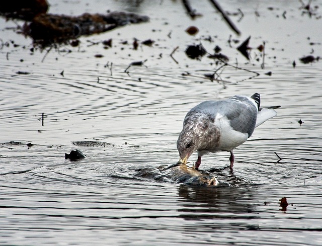 Free Bird Wildlife photo and picture