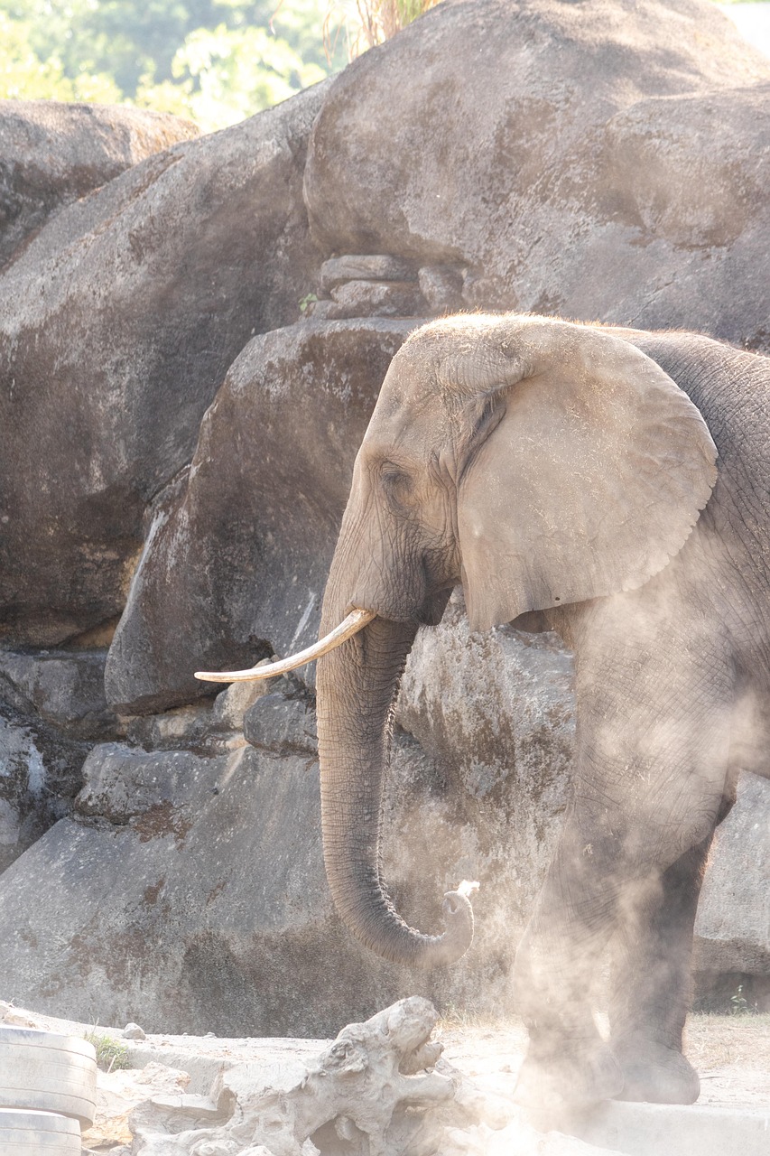 Elephant Animal Mammal African - Free photo on Pixabay - Pixabay