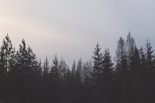 Bäume, Natur, Wald, Draußen, Reisen