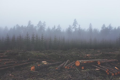 Bäume, Natur, Wald, Dschungel, Nebel