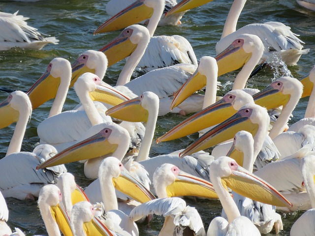 Free Birds Pelican photo and picture