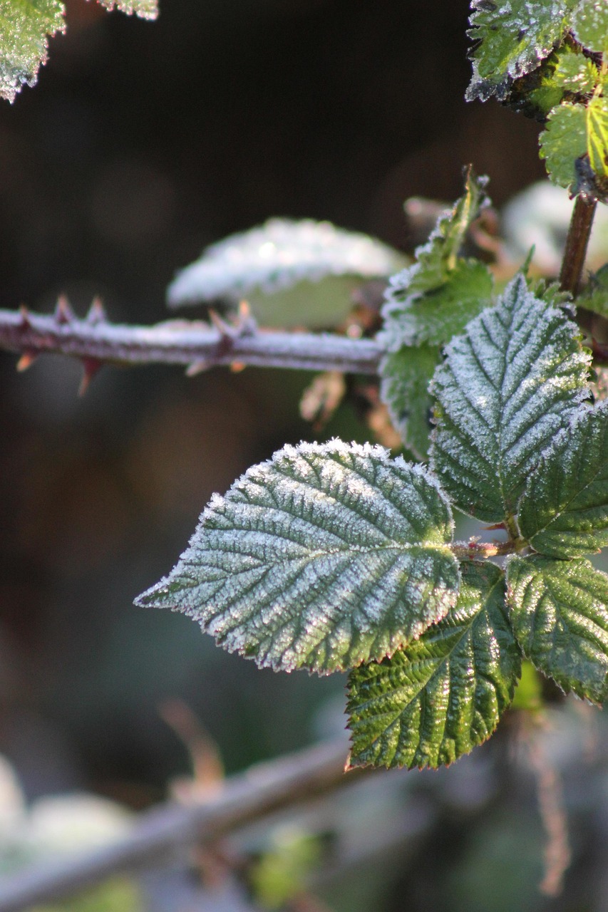 nature-6816210_1280.jpg