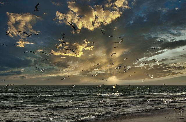 Free Beach Seagulls photo and picture