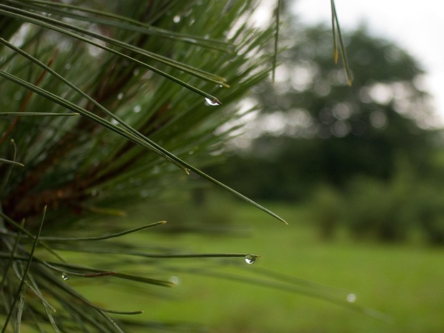Free Evergreen Botany photo and picture